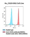 fc-cel100041 hu cd28 k562 cell line flow