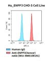 fc-cel100056 hu enpp3 cho s cell line flow