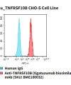 fc-cel100064 hu tnfrsf10b cho s cell line flow