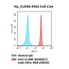 fc-cel100065 hu cldn6 k562 cell line flow