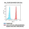 fc-cel100070 hu clec12a k562 cell line flow