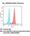 fc-cel100074 hu vegfr2 k562 cell line flow