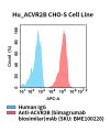 fc-cel100093 hu acvr2b cho s cell line flow