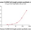 elisa-flp100082b cldn2 elisa3
