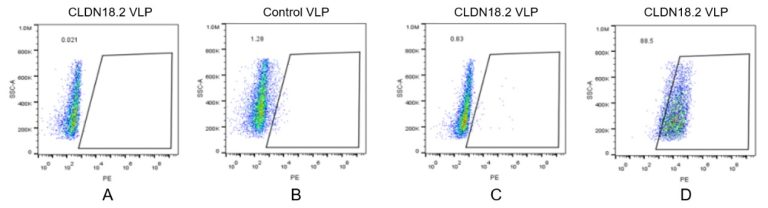 fc-FLP100006 CLDN18.2 Fig.2 FC 1