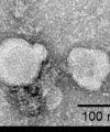 fc-FLP100010 GPRC5D Fig.3 FC 2