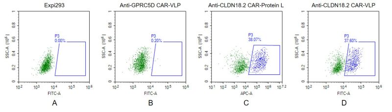 fc-FLP100017 CLDN18.2 Fig.2 FC 1