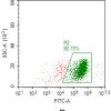 fc-FLP100021 TM4SF1 Fig.2D FC 1