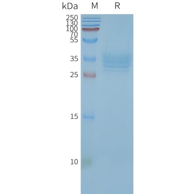 page-FLP100035 TSPAN33 Fig.2 SDS PAGE 1