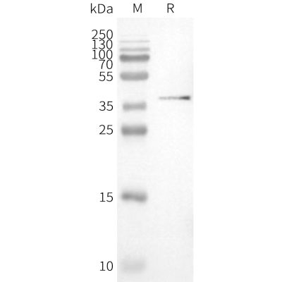 page-FLP100041 PVRIG Fig.2 SDS PAGE 1