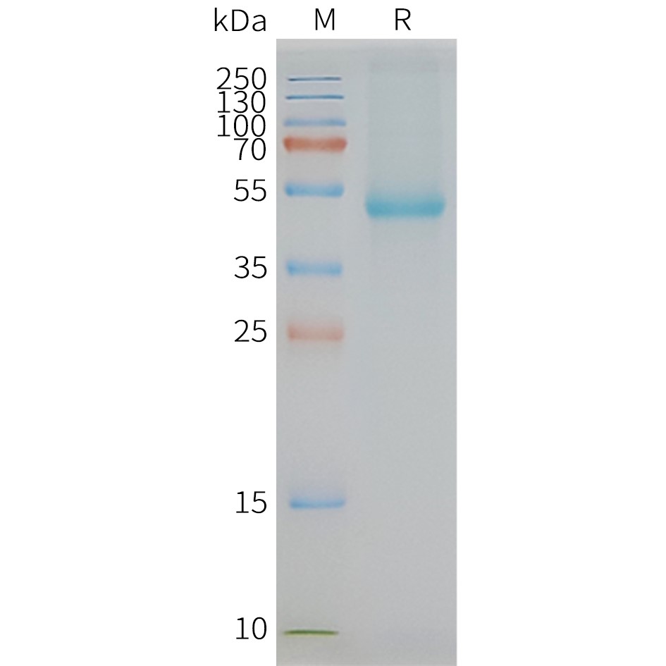 FLP100048-SLC7A11-Fig.2-SDS-PAGE-1.jpg