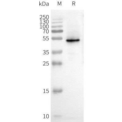 page-FLP100053 CXCR3 Fig.2 SDS PAGE 1