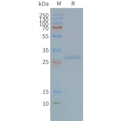 page-FLP100088 TSPAN8 Fig.2 SDS PAGE 1