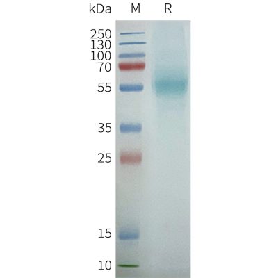 page-FLP100097 PTGER4 Fig.2 SDS PAGE 1