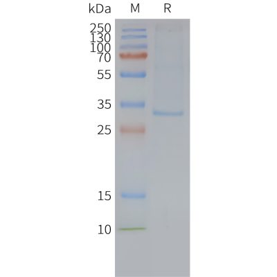 page-FLP100105 MRGPRX2 Fig.2 SDS PAGE 1