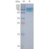 page-FLP100111 CHRM2 Fig.2 SDS PAGE 1