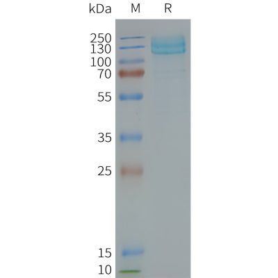 page-FLP100119 GRM7 Fig.2 SDS PAGE 1