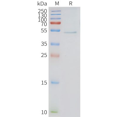 page-FLP100133 HRH3 Fig.2 SDS PAGE 1