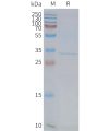 page-FLP100134 FFAR1 Fig.2 SDS PAGE 1