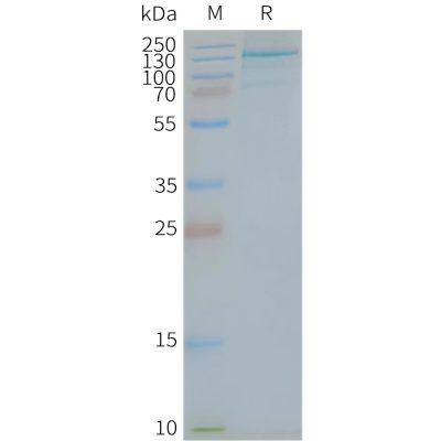 page-FLP100144 TLR7 Fig.2 SDS PAGE 1