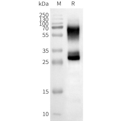 page-FLP100151 OR2B3 Fig.2 SDS PAGE 1