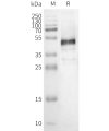 page-FLP100152 OR1E1 Fig.2 SDS PAGE 1