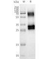 page-FLP100153 OR8U8 Fig.2 SDS PAGE 1