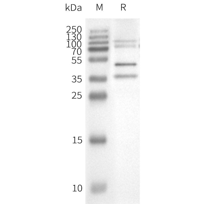 page-flp100000 negative control wb1