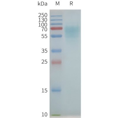 page-flp100359 nk1r sp1