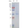page-flp100442 f2rl2 sp1