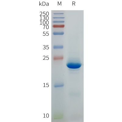 page-flp120008 cldn6 strep sp1