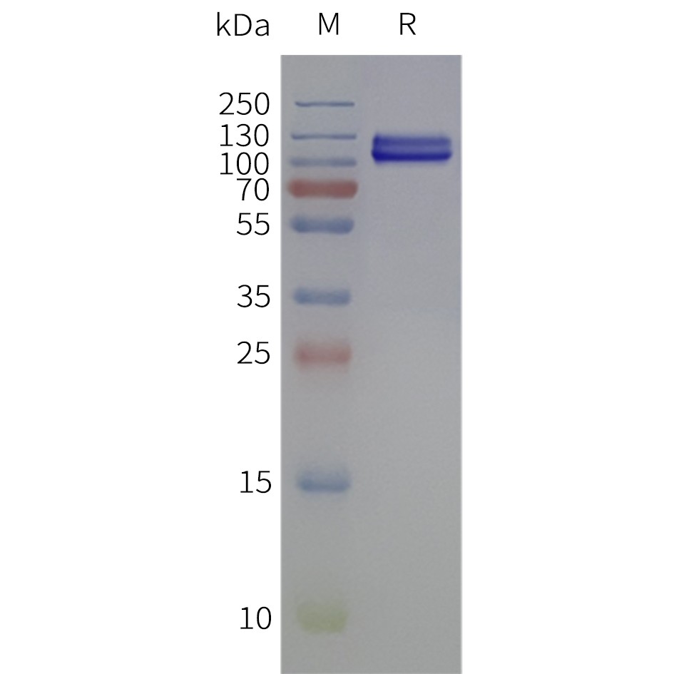 flp120045-tshr-strep-sp1.jpg