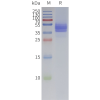 page-flp120124 cxcr6 strep sp1