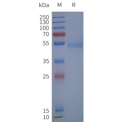 page-flp120189 adrb2 strep sp1