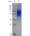 page-flp120228 crhr1 strep sp1