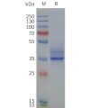 page-flp120236 ffar2 strep sp1