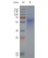page-flp120239 fpr1 strep sp1