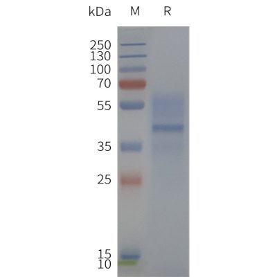 page-flp120345 mc3r strep sp1