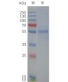 page-flp120371 npy2r strep sp1
