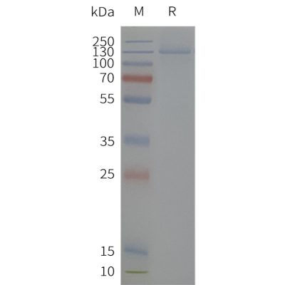 page-flp120501 kcnh2 sp1
