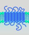 Full Length Transmembrane Proteins