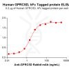 elisa-PME100677 GPRC5D hFc→DM91 ELISA Fig2