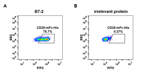 PME100014-CD28-mFc-His-FC-Fig4.jpg