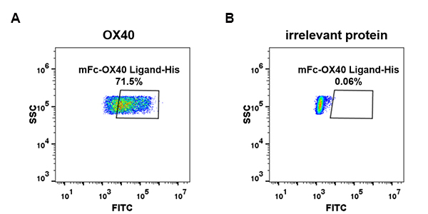 PME100021-mFc-OX40-His-FC-Fig2.jpg