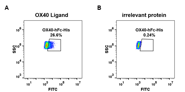 PME100022-OX40-hFc-His-FC-Fig2.jpg