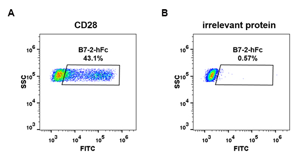 PME100474-B7-2-hFc-FC-Fig4.jpg