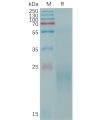 sp-PME C100013 CLEC4C Fig.1 SDS PAGE 1