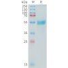 sp-PME C100019 TNFSF15 Fig.1 SDS PAGE 1