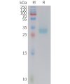 sp-PME C100021 PD L1 Fig.1 SDS PAGE 1