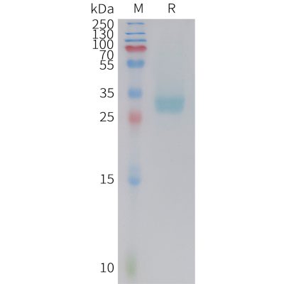 sp-PME C100021 PD L1 Fig.1 SDS PAGE 1